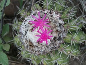 Melocactus curvispinus curvispinus (3)