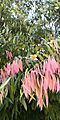 Mesua ferrea - Young leaves and flowers.