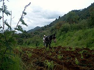 Nahua man of Morelos