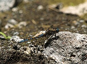 Orthetrum chrysostigma LC0208