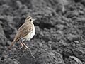 Paddyfield Pipit in Black Soil