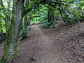 Pathway in Hubbards Hills