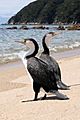 Pied Cormorants