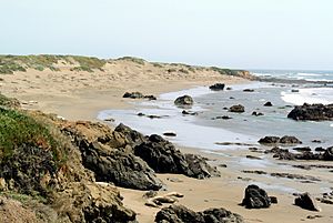 Piedras Blancas Seals