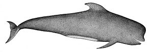 PilotWhale