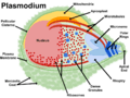 Plasmodium