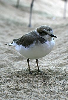 Plover at Vandenberg beach