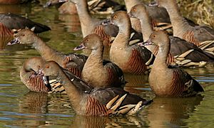 Plumed Whistling-Ducks