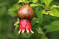 Pomegranate Fruit Setting