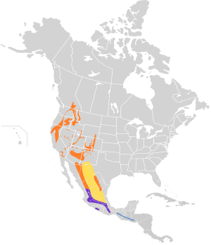 Psiloscops flammeolus map.svg