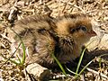 Quail chick 02