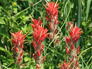 Red paintbrush Castilleja miniata close.jpg