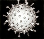 Rotavirus Reconstruction