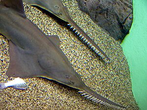 Sawfish