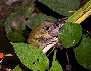 Scinax ruber.jpg