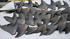 Shark fins Hong Kong