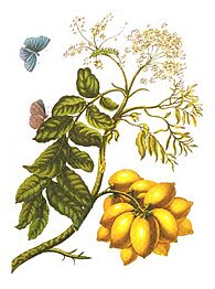 Spondia purpurea Merian