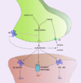 Synapse acetylcholine