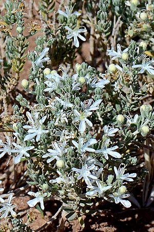 Teucrium albicaule