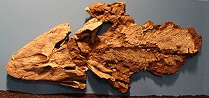 Tiktaalik Chicago.JPG