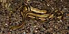 Trans-pecos ratsnake (Bogertophis subocularis), Brewster County, Texas