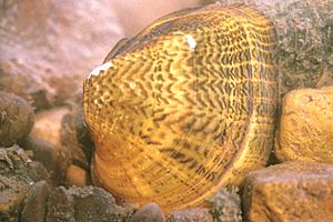 Truncilla truncata