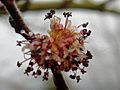 Ulmus minor ex Provence flower