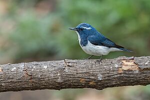 Ultramarine Flycatcher Male