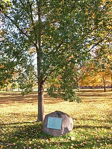 VanBurenElm Plainfield Indiana