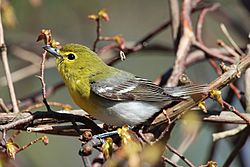 Vireo-flavifrons-001.jpg