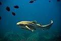 Zebra Shark