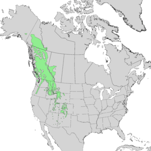 Abies lasiocarpa range map 1.png