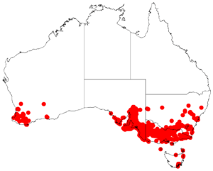 Acacia pycnanthaDistMap739.png