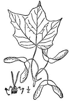 Acer nigrum drawing