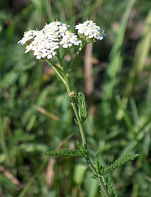 Achillea millefolium.jpg