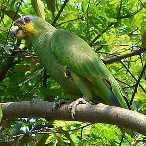 Amazona amazonica 2c.jpg