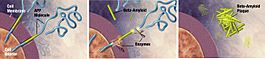 Amyloid-plaque formation-big