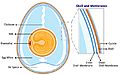 Anatomy of an egg labeled