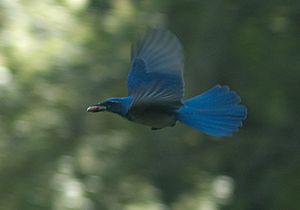 Aphelocoma californica in flight