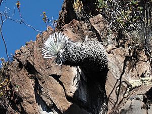 Argyroxiphium sandwicense Waipahoehoe small