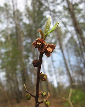 Asimina parviflora.jpg