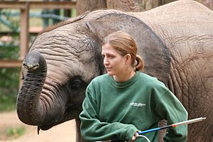 Baby elephant and zoo keeper -Maryland Zoo-8a