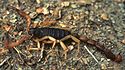 Bark Scorpion.jpg