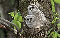 Barred-owl-chick-17b