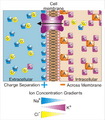 Basis of Membrane Potential2