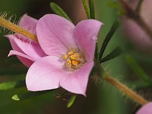 Boronia stricta flower detail