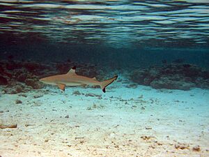 Carcharhinus melanopterus maldives