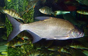 Carp bream1.jpg