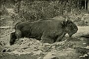 CaucasianBison-Demidoff1898.jpg