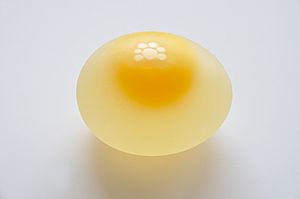 Chicken Egg without Eggshell 5859